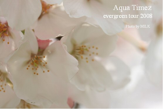 Aqua 桜.jpg
