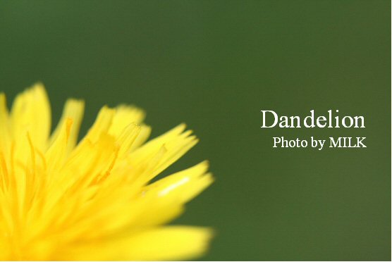Dandelion.jpg