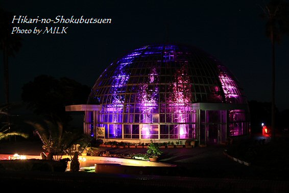 光の植物園_ドーム紫.jpg