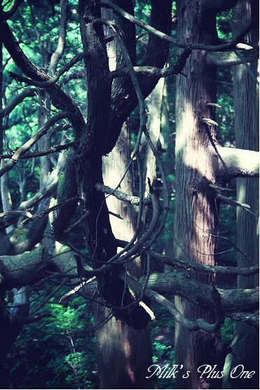 高森殿の杉４.jpg