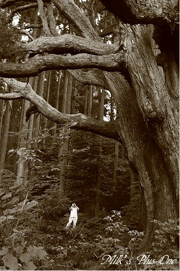 高森殿の杉６.jpg