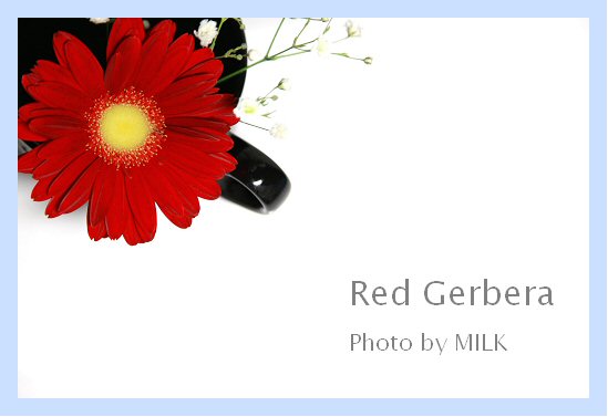Red Gerbera1.jpg