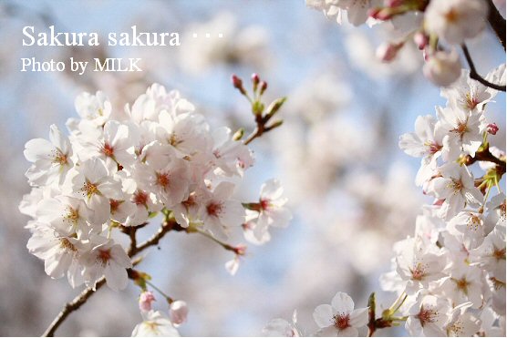Sakura sakura.jpg